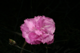 Dianthus 'Rose de Mai' RCP5-2012 103.JPG